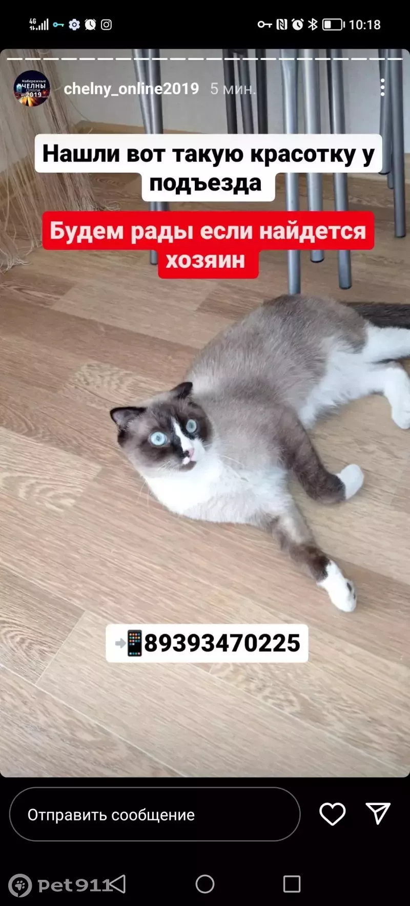 Найден котик на пр-те М. Джалиля 25 ж - ищем хозяев! | Pet911.ru