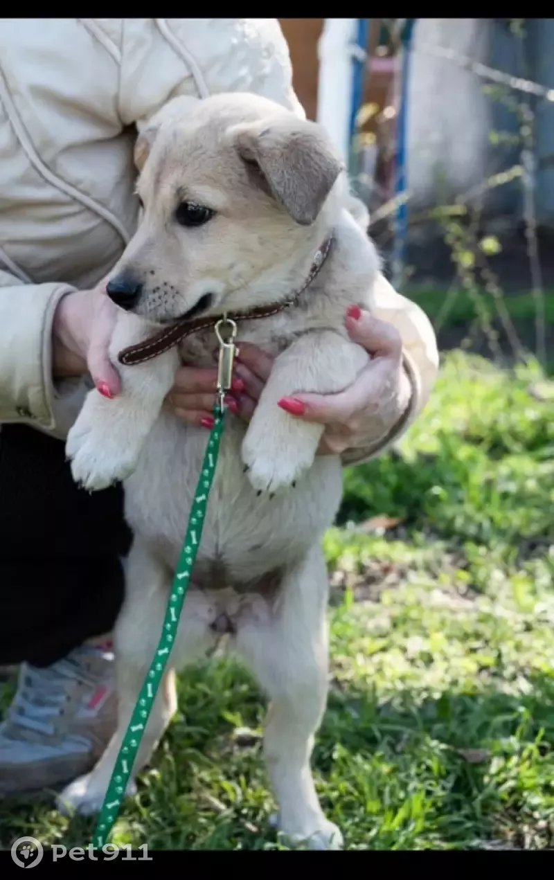 Найдена собака в Батайске, ищет дом 🐕 | Pet911.ru