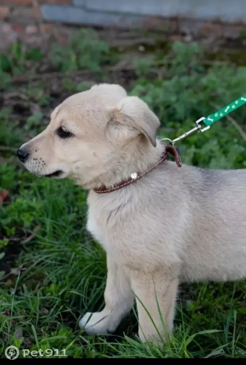 Найдена собака в Батайске, ищет дом 🐕 | Pet911.ru