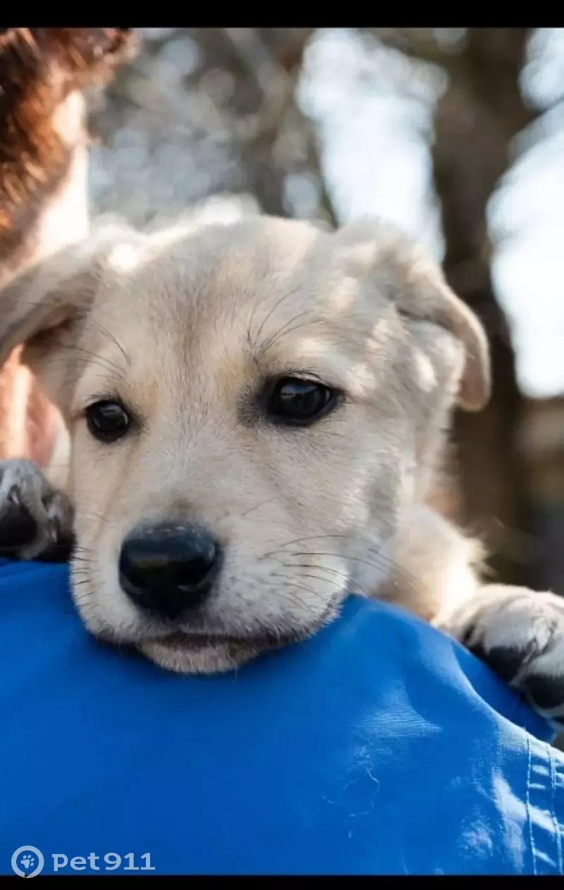 Найдена собака в Батайске, ищет дом 🐕 | Pet911.ru