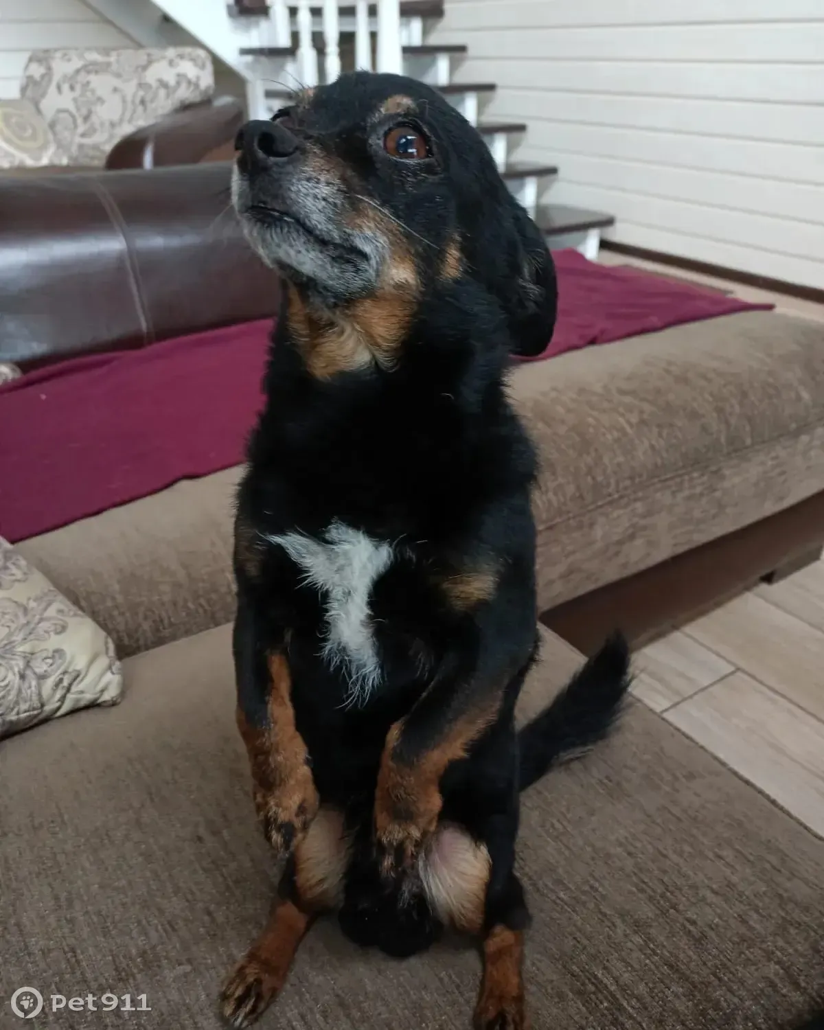 Пропала собака Тофик на Советской площади, Выкса - photo