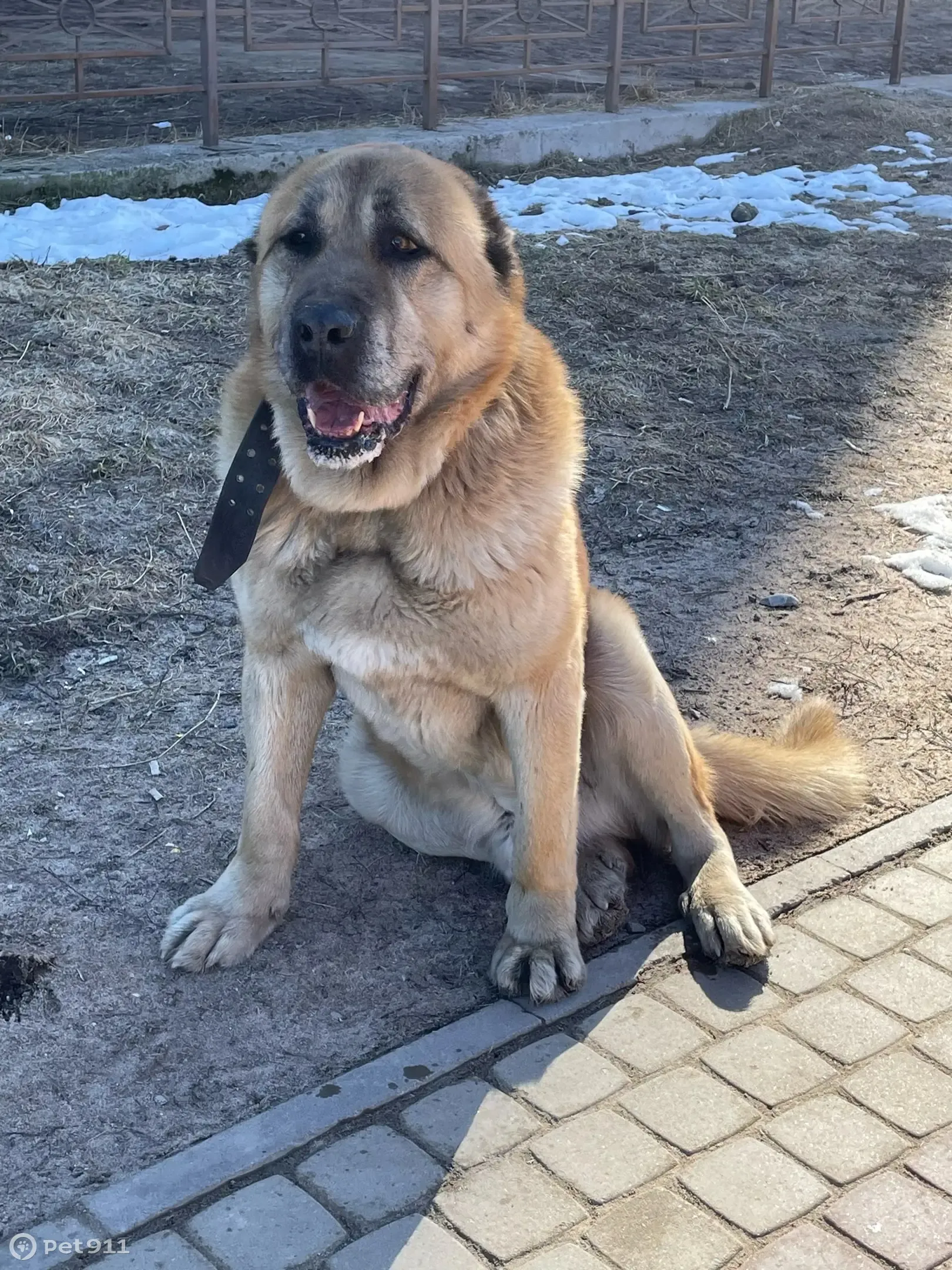 Найдена собака в Новом Девяткино: помогите найти ей дом! 🐶 | Pet911.ru