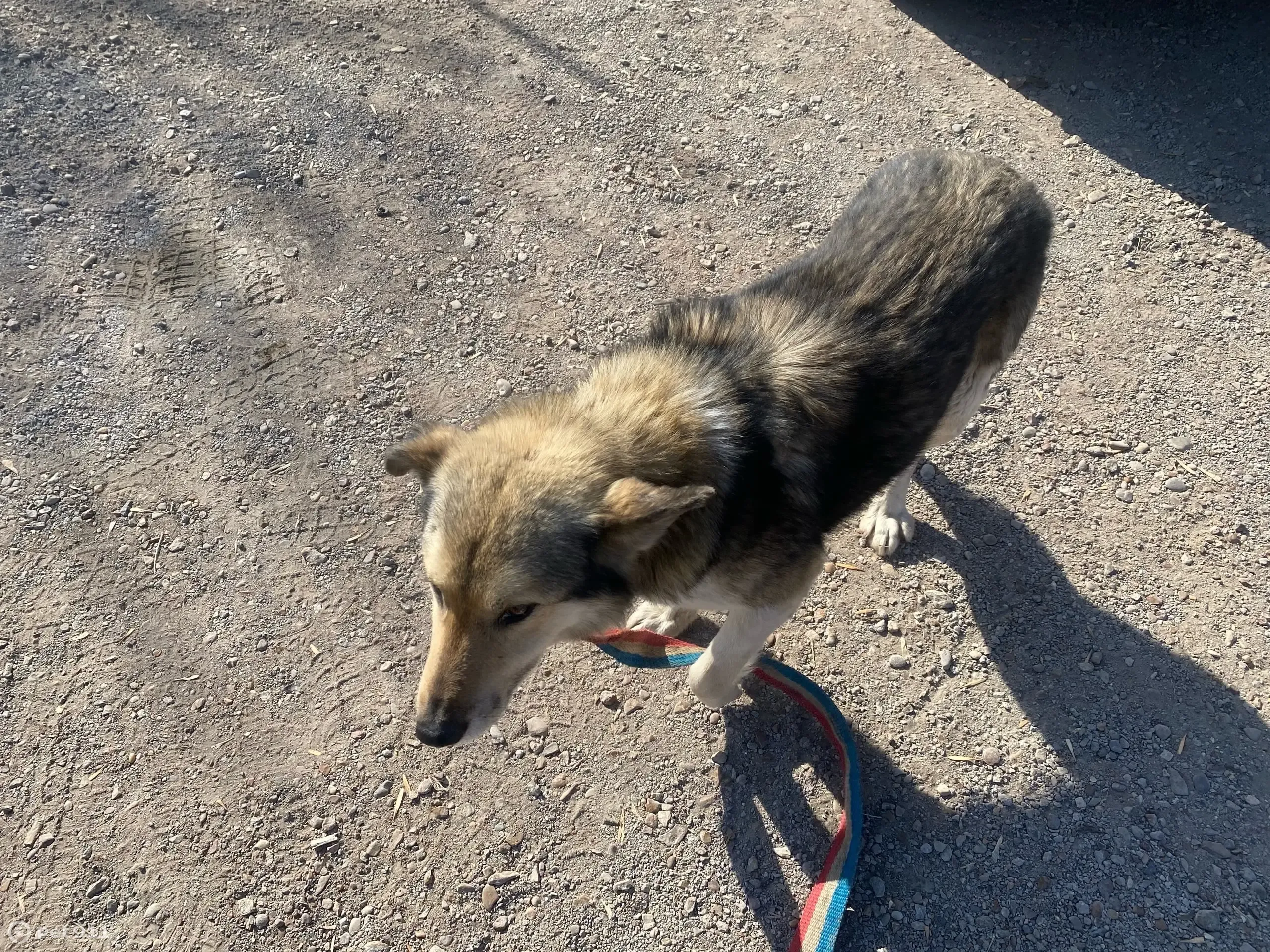 Найден пёс возле восьмиэтажки на ул. Ульяновых, 31, Уфа