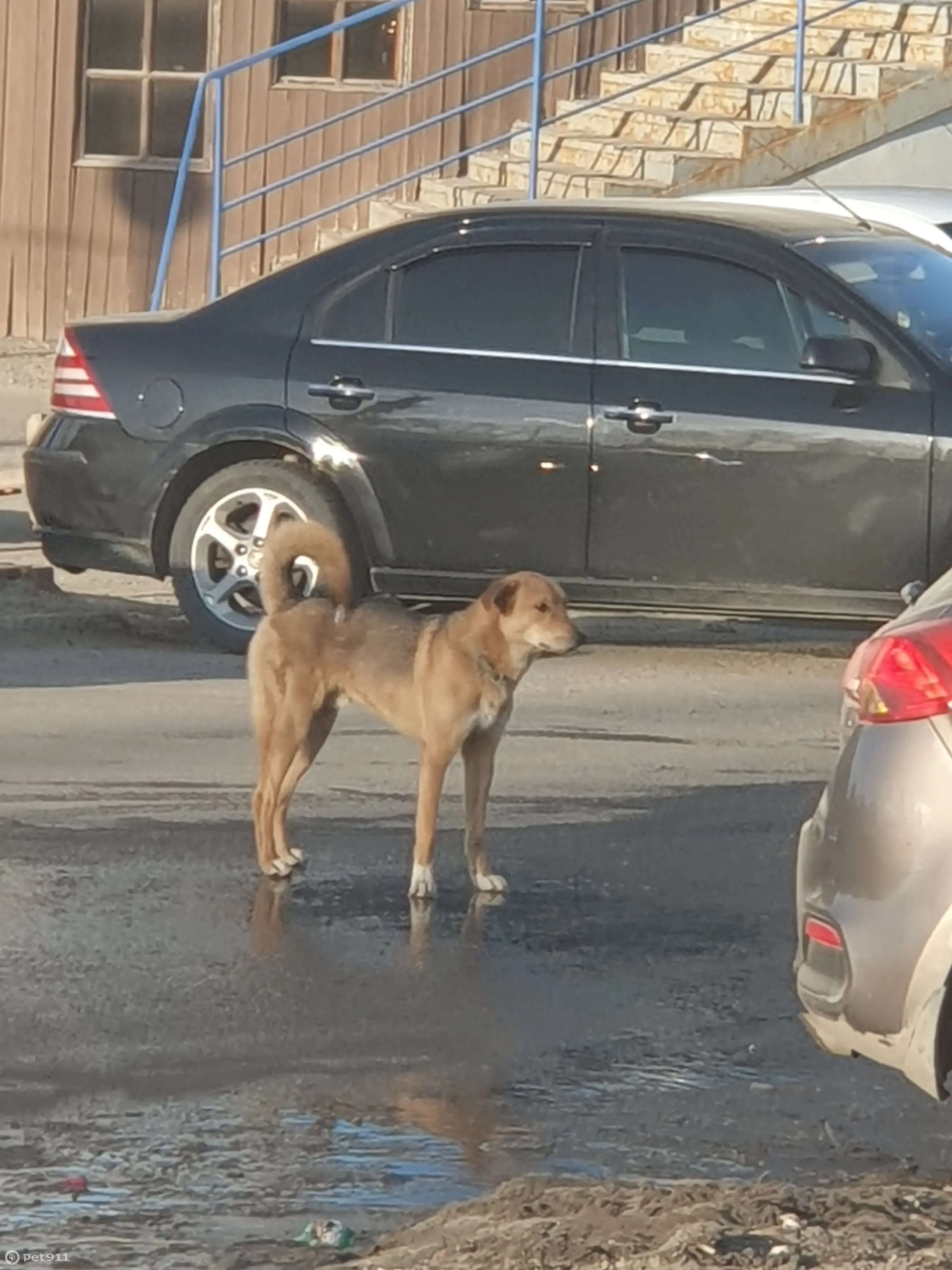 Найден пёс возле МТВ на пр. И. Яковлева, 4 в Чебоксарах | Pet911.ru