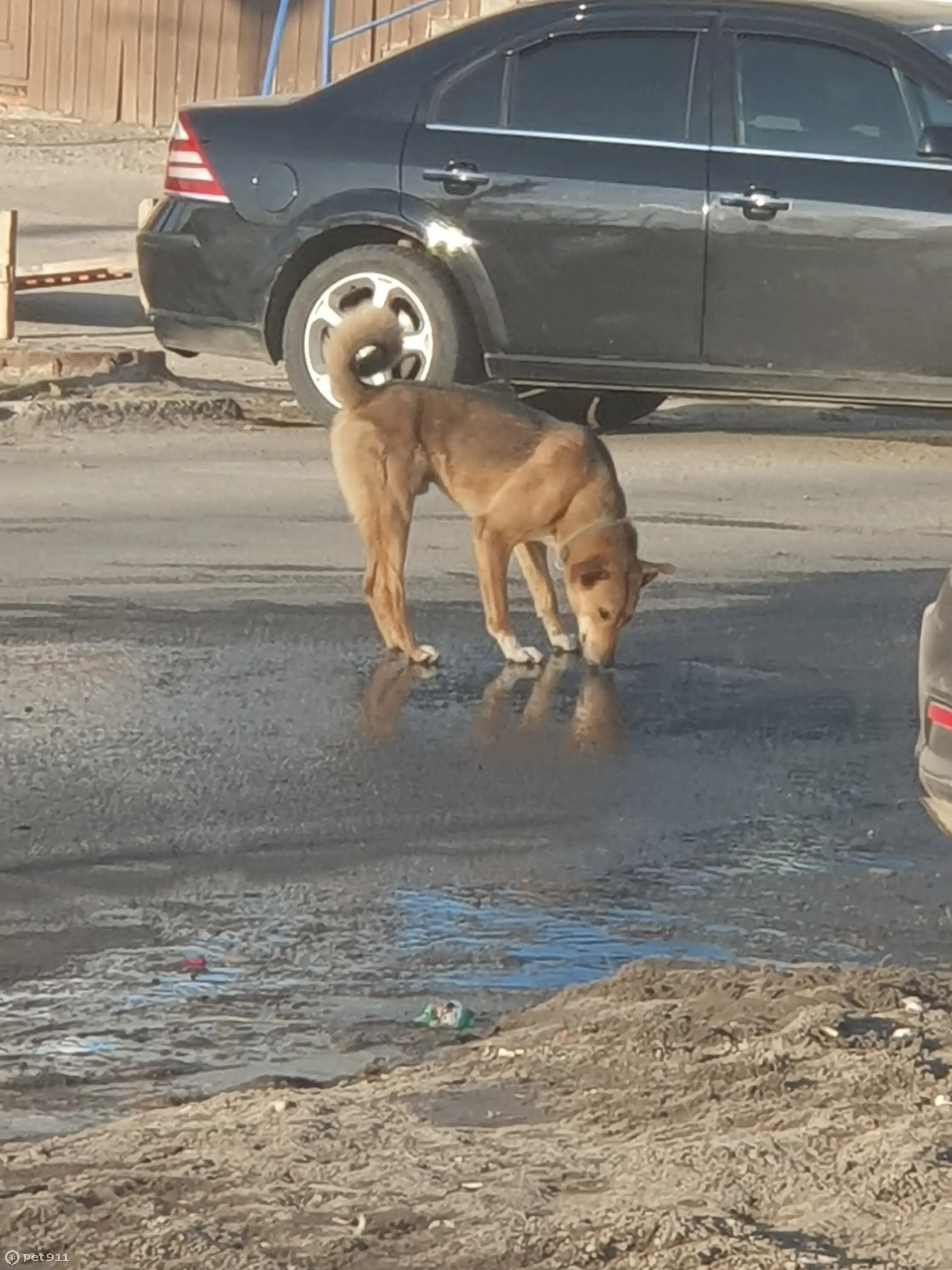 Найден пёс возле МТВ на пр. И. Яковлева, 4 в Чебоксарах | Pet911.ru