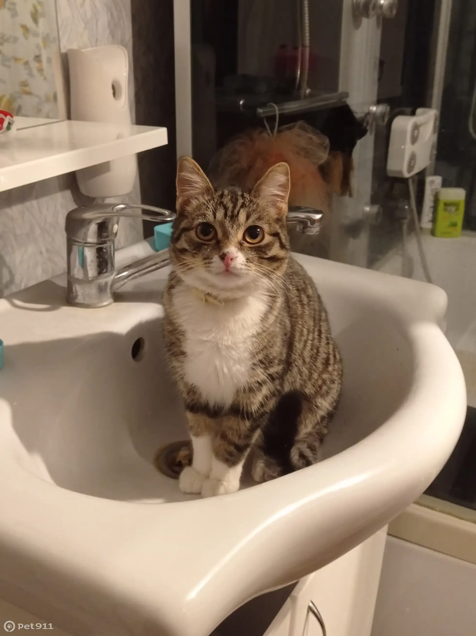 Пропал молодой полосатый кот на 2-й Заводской улице, 66 - photo