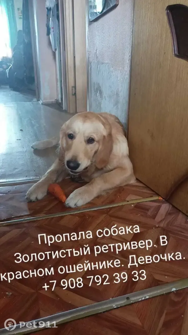 Пропала золотистый ретривер на Чайковского, 5, Омск - photo