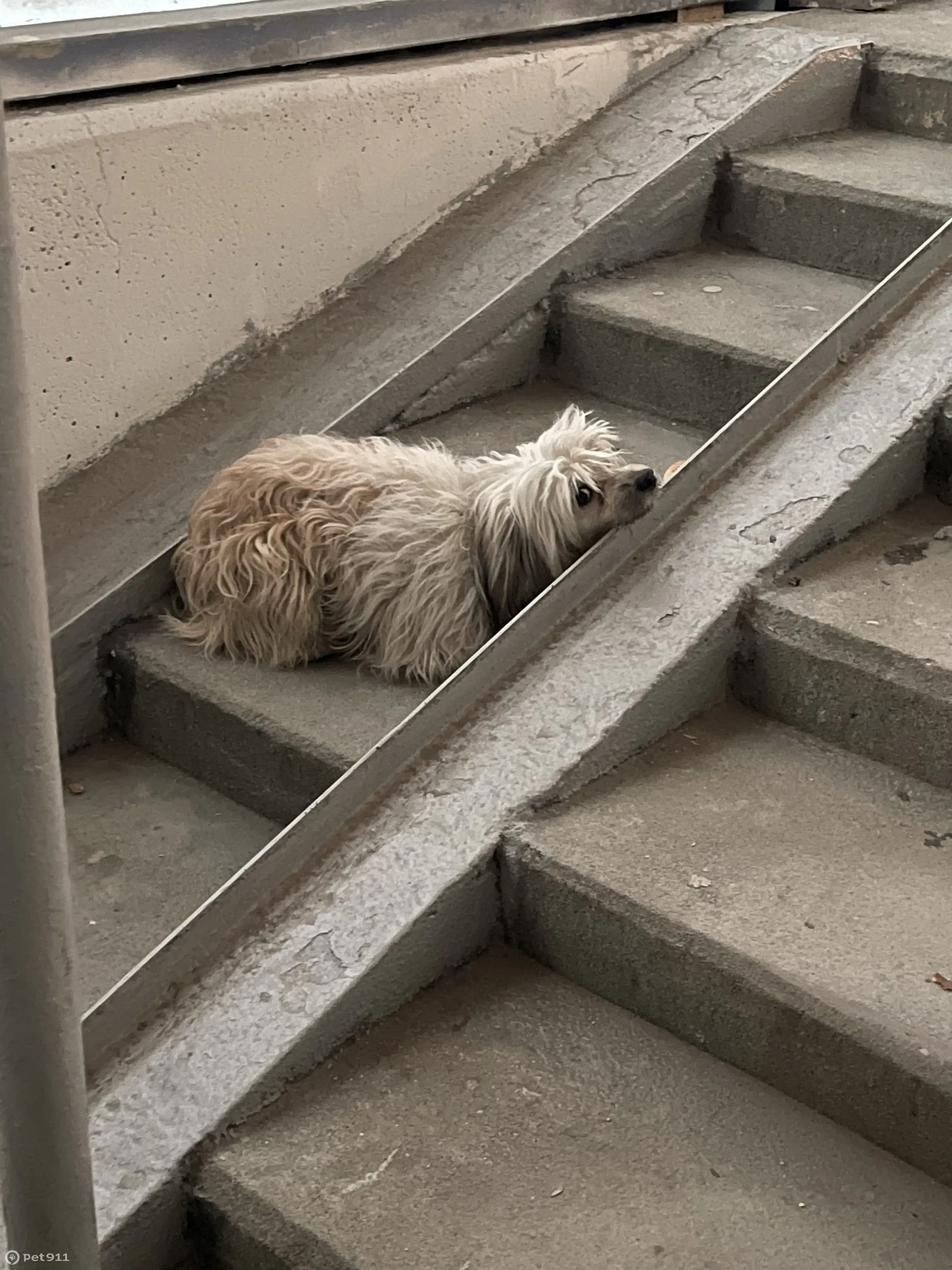 Собака на лестнице с хлебом: 2-й Кожуховский проезд, Москва | Pet911.ru