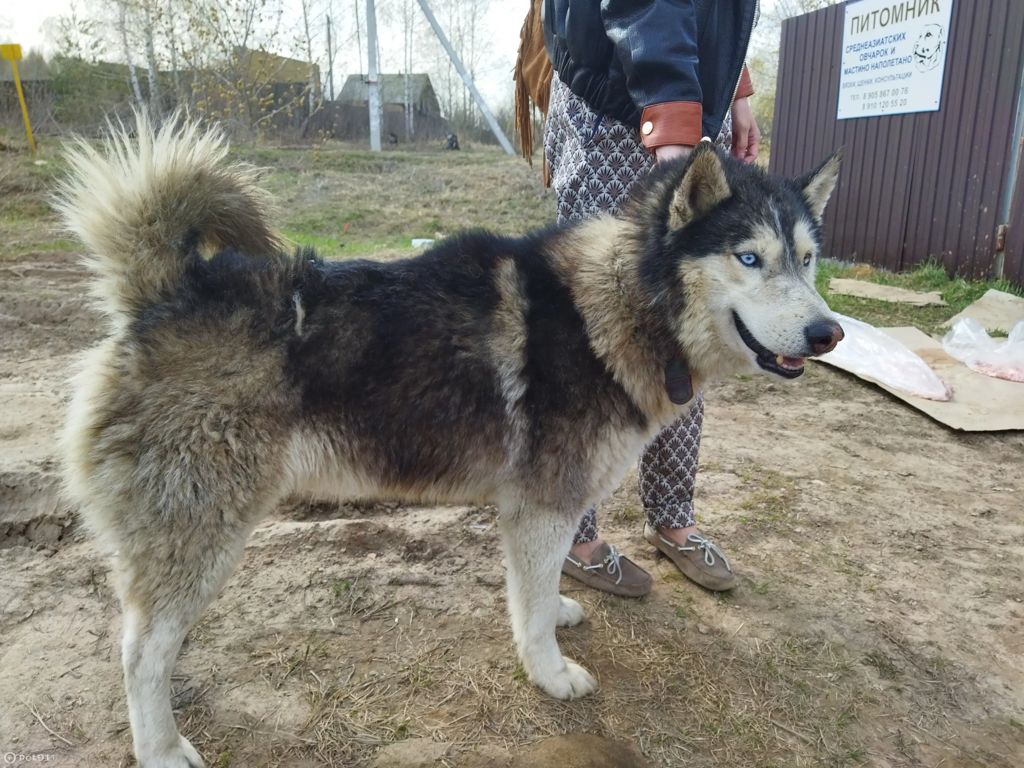 Найден хаски у Леруа Мерлен, Московское шоссе | Pet911.ru