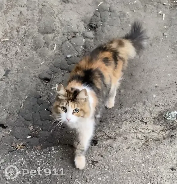 Найдена кошка на улице Надежды Сусловой