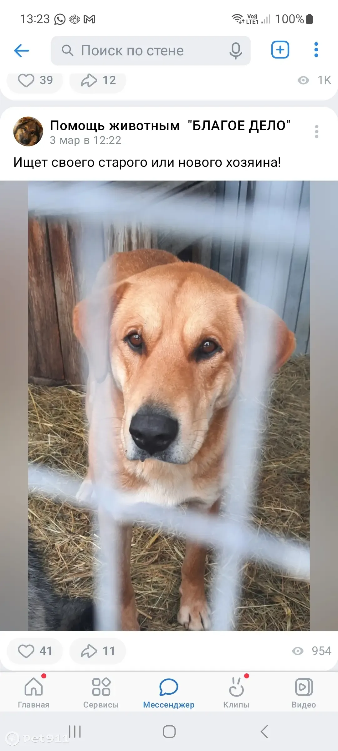 Собака ищет нового хозяина в Курлане, Ульяновская область 🐕 | Pet911.ru