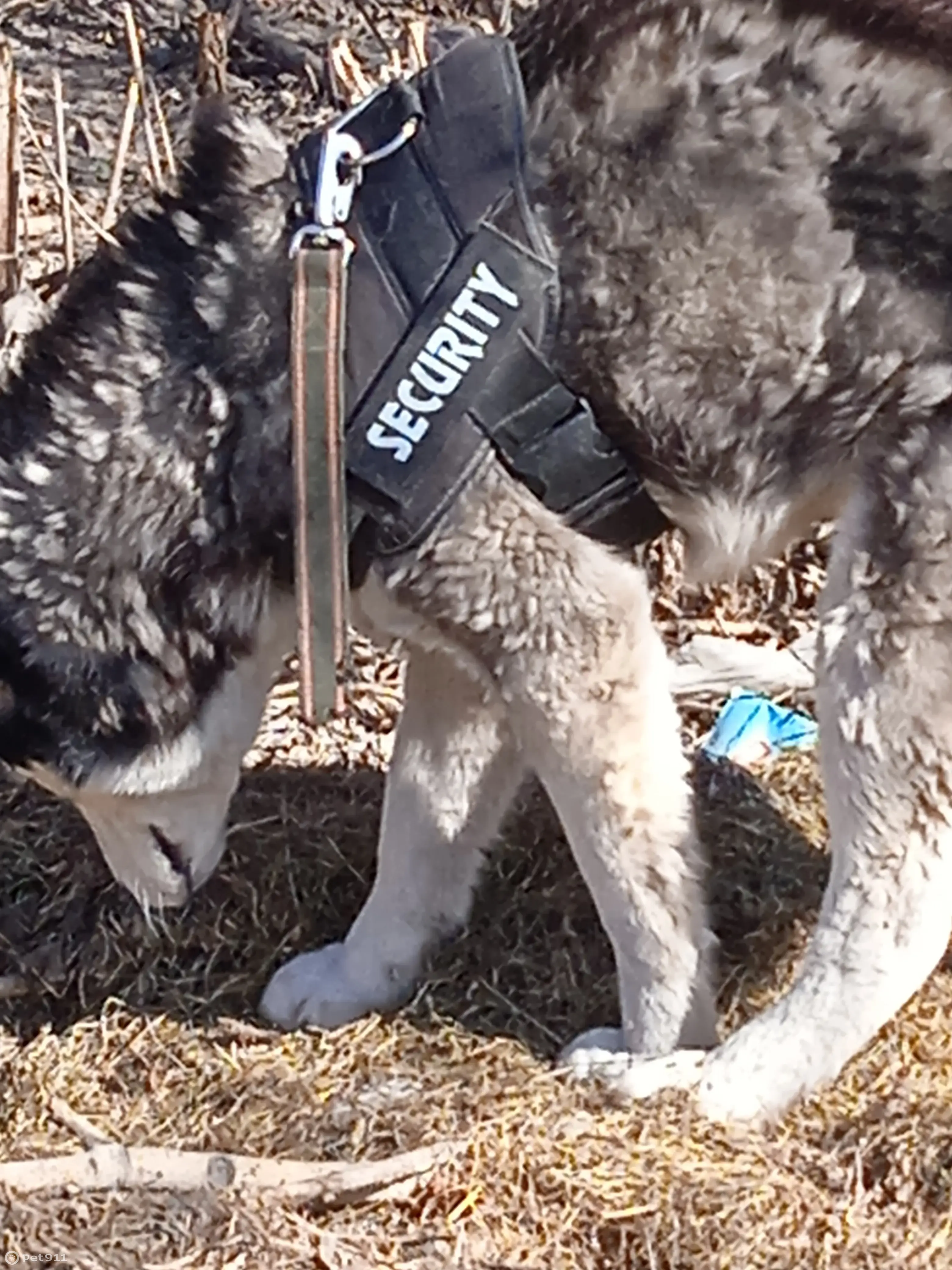 Потерялся Хаски на ул. Сафонова, 15, Алапаевск | Pet911.ru