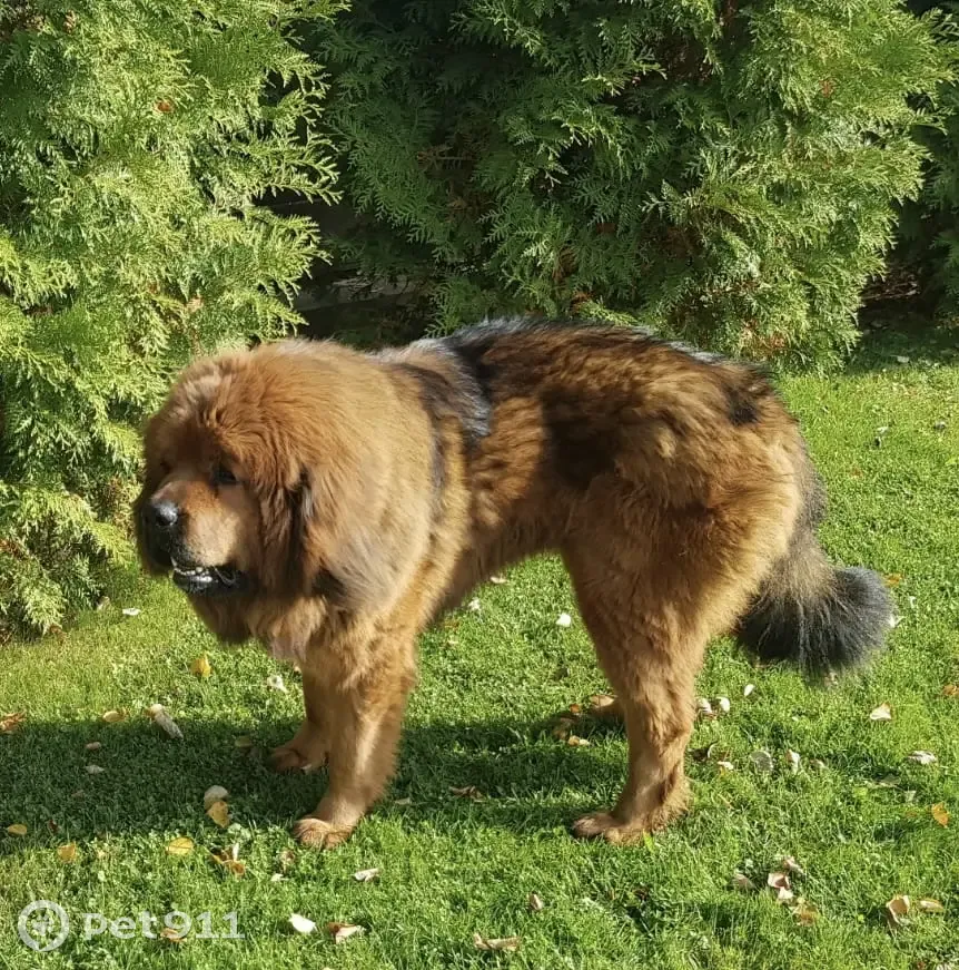 Пропала собака в Рузском районе, Московская область - Тибетский мастиф Сати, вознаграждение гарантировано! - photo