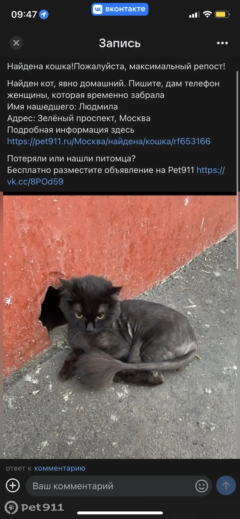 Пропал кот на Зелёном проспекте, Москва | Pet911.ru