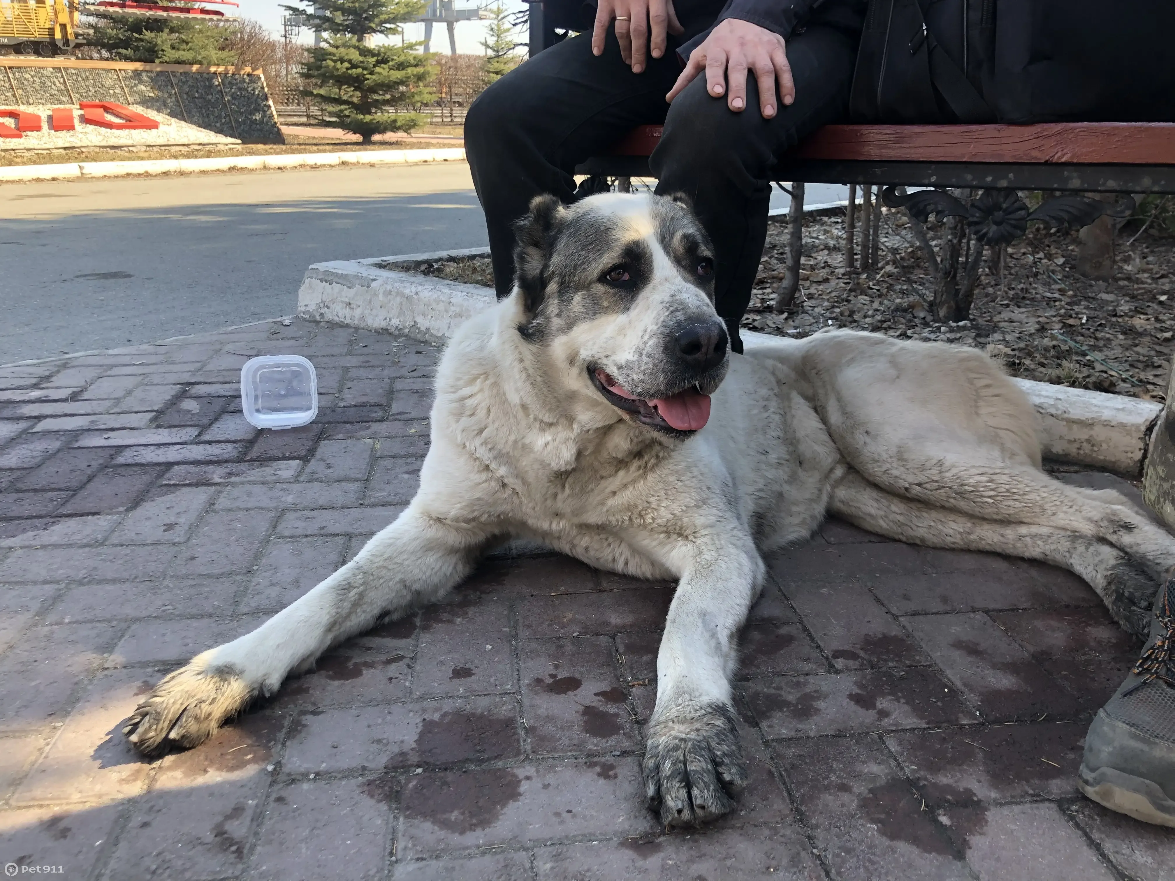 Найдена собака в Омске, Омская область | Pet911.ru