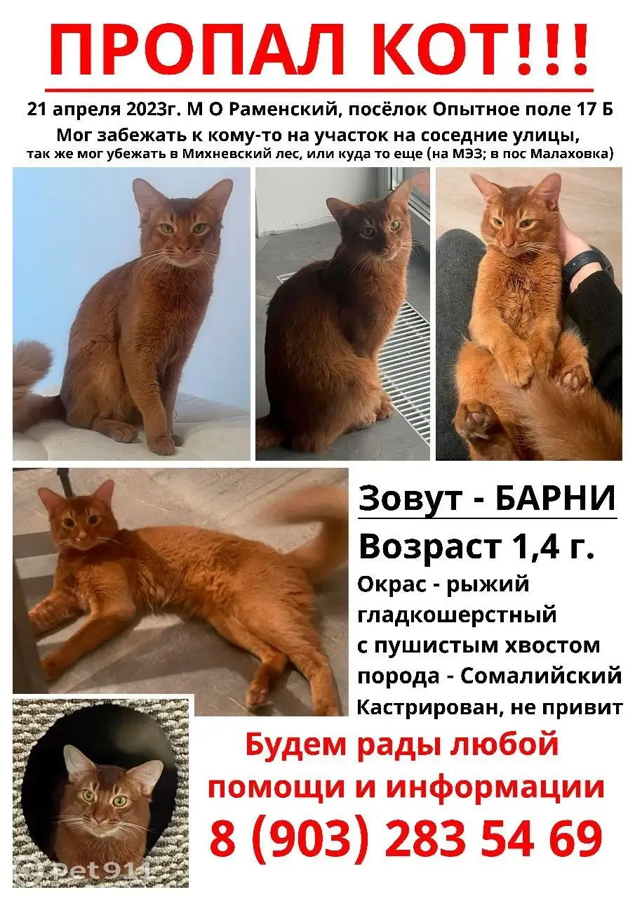 Пропала кошка Кот, порода Сомали, Опытное Поле, МО | Pet911.ru