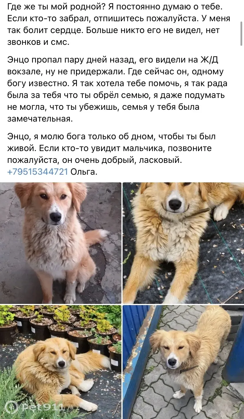 Пропала собака на Моторном переулке, Ростов-на-Дону | Pet911.ru