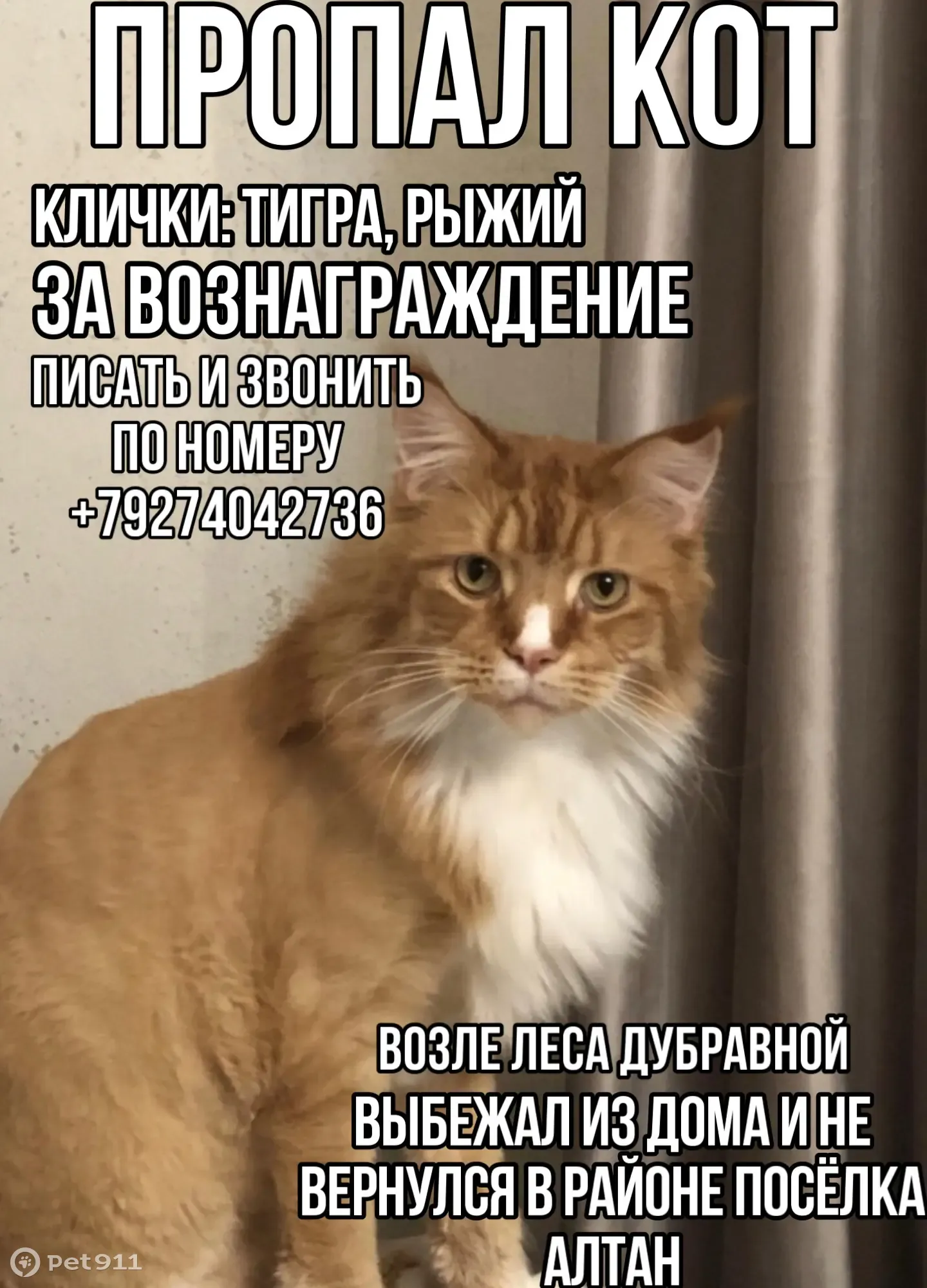 Пропал кот на улице Липки, Казань - вознаграждение! | Pet911.ru