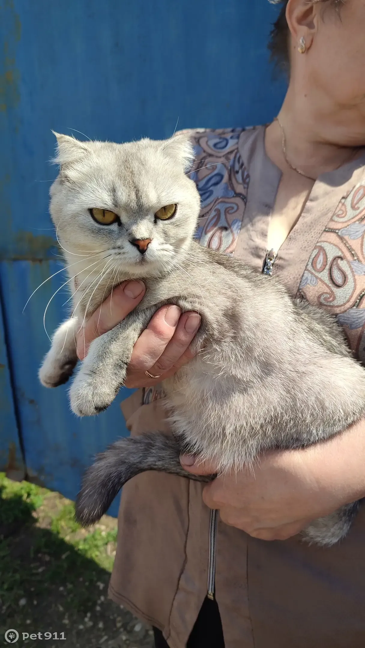 Найдена кошка в Ельце, ищет новый дом 🐱 | Pet911.ru