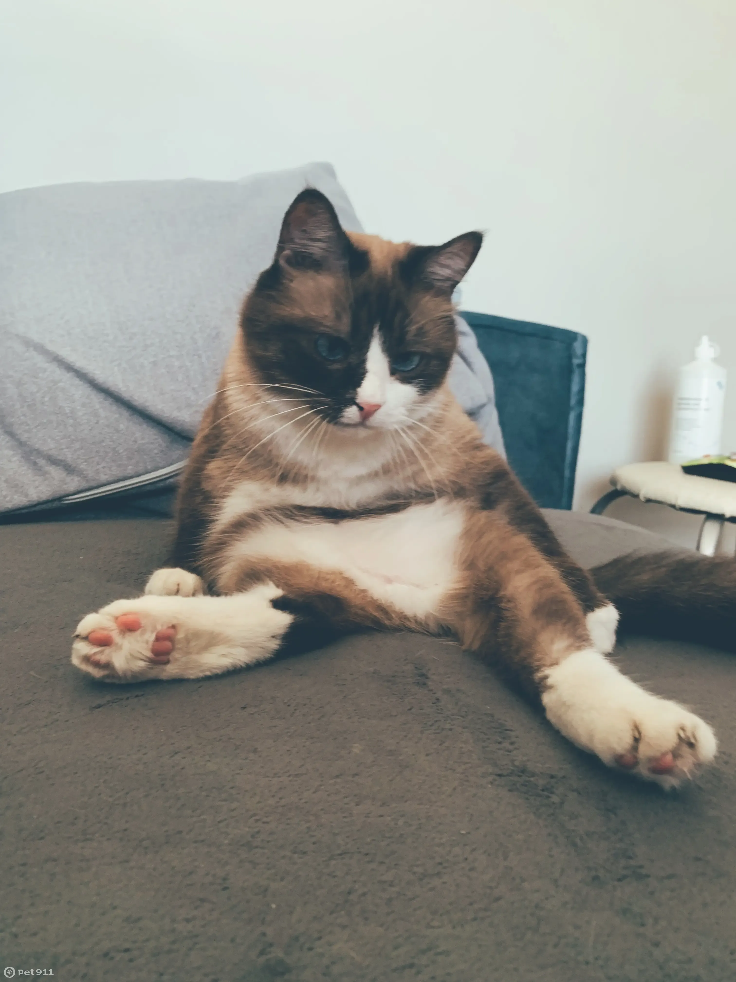 Пропала кошка на Октябрьской улице, 31Б, Тимофеевка - photo