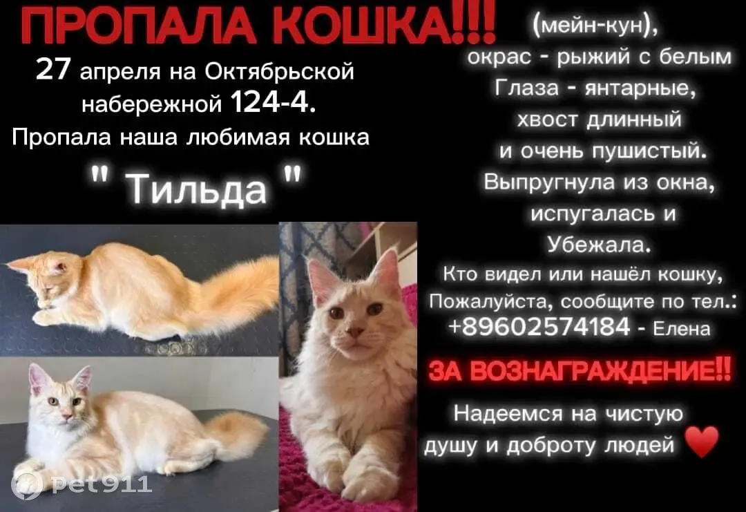 Пропала кошка на Октябрьской набережной, 124 к4 | Pet911.ru