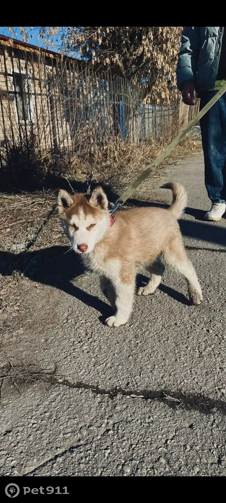 Пропала хаски, видели как увезли в машине, ул. Лермонтова, Магнитогорск |  Pet911.ru