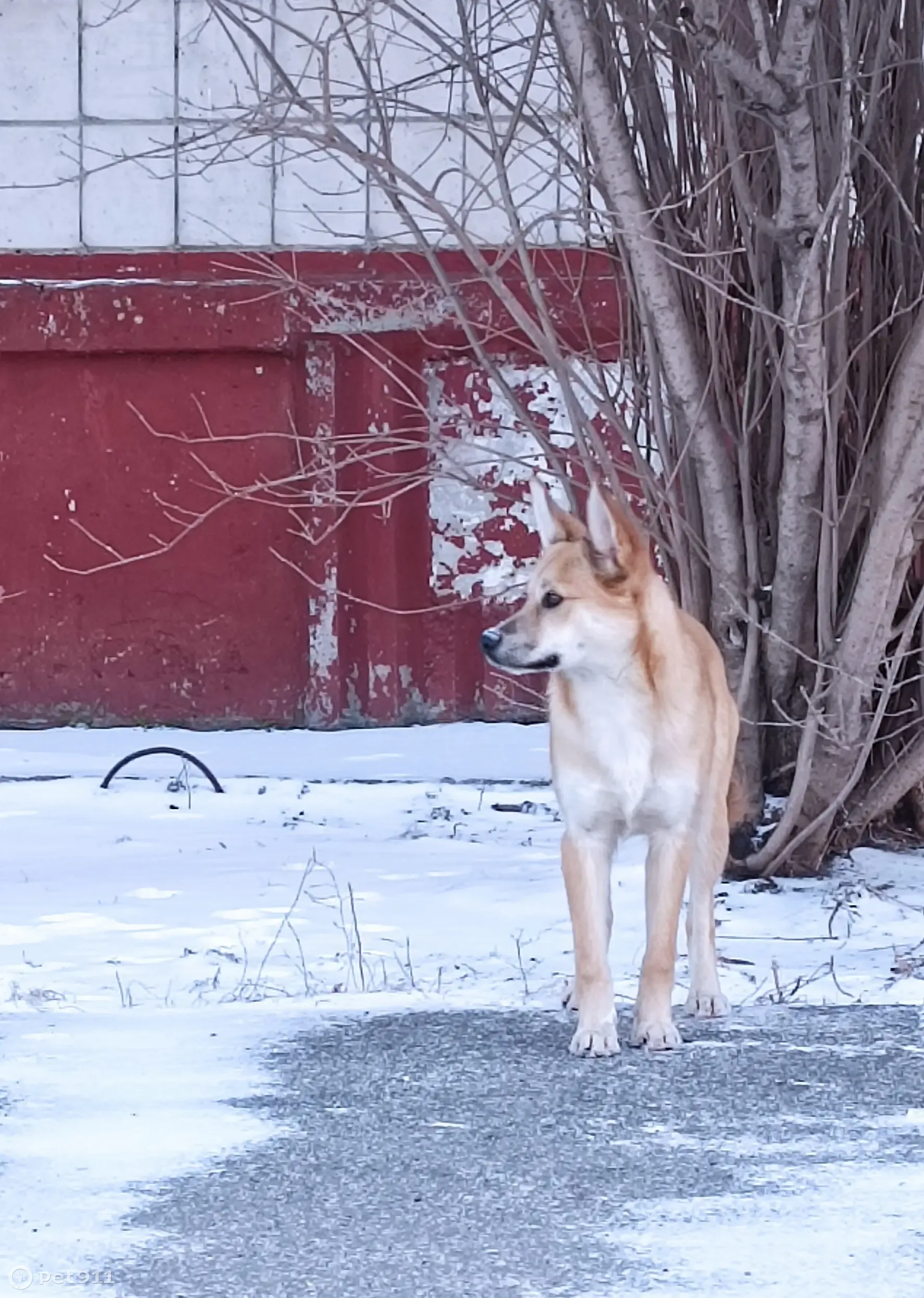 Найдена собака Терри в Северске! Ищем новый дом 🐶 | Pet911.ru