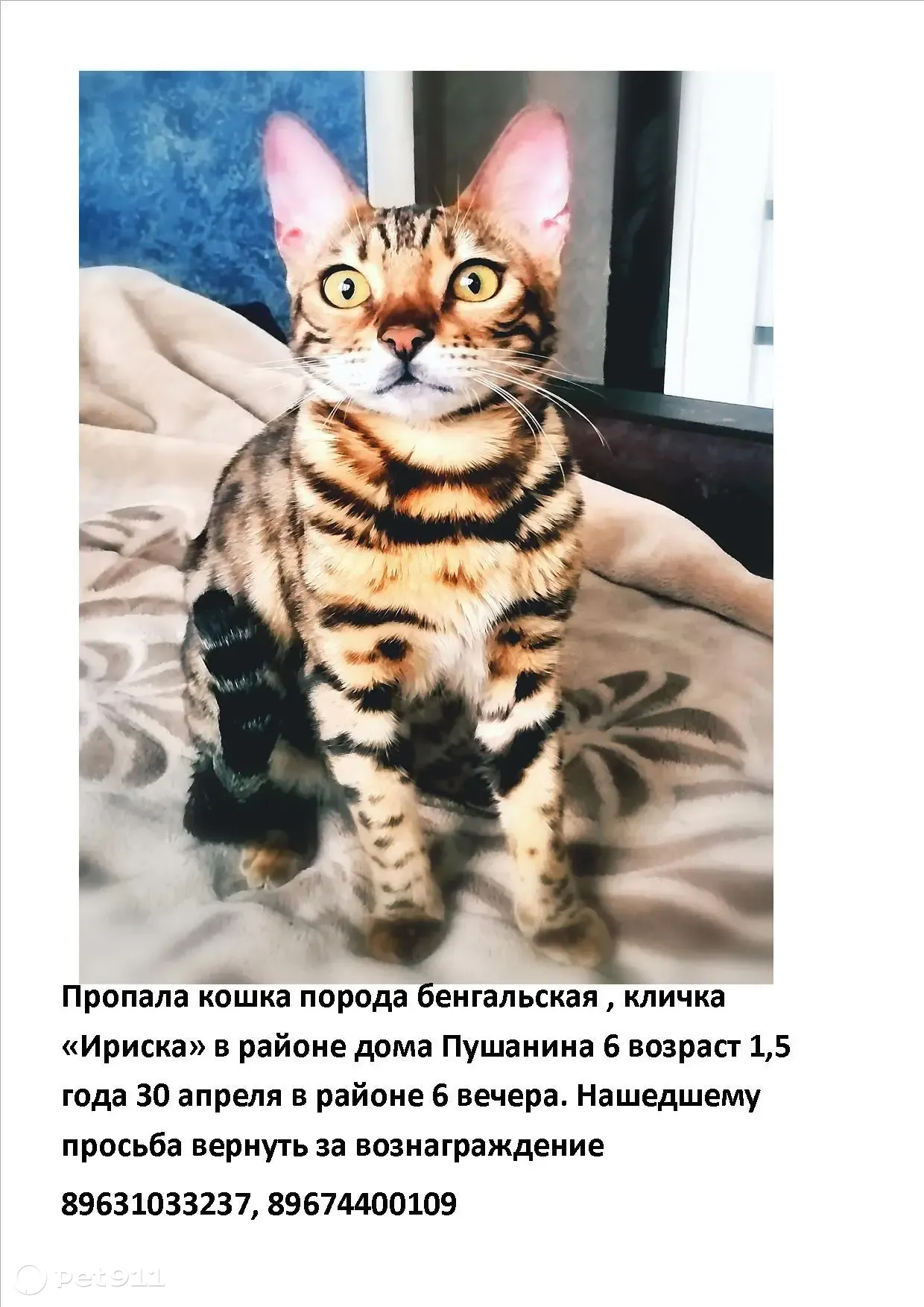 Пропала бенгальская кошка на ул. Пушанина, 6 в Пензе | Pet911.ru