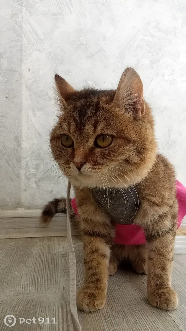 Пропала кошка в Лесопарке г. Лыткарино - photo