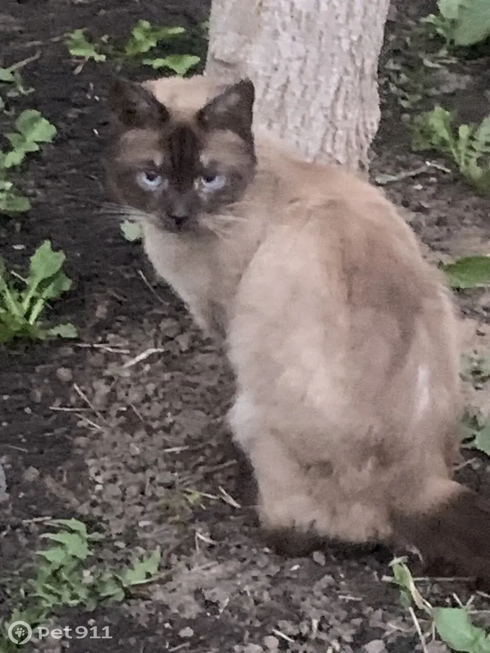 Найдена кошка на ул. Звездинка, 7 в Нижнем Новгороде.