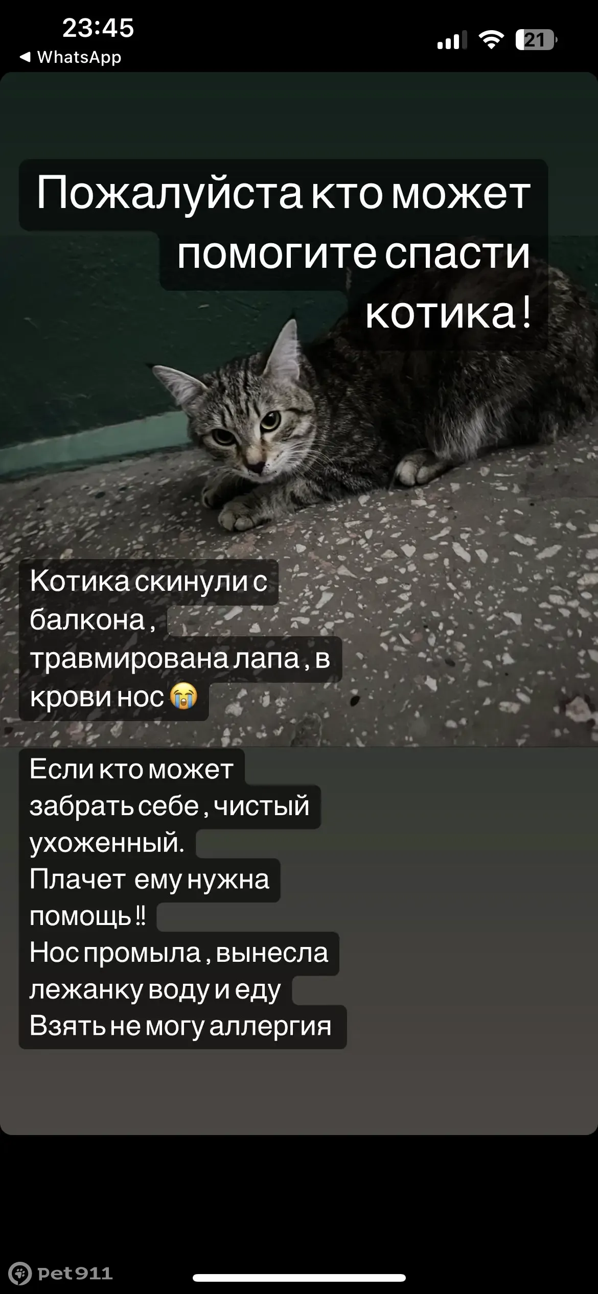 Найдена кошка с травмами в Кузовлево-Svetlyy | Pet911.ru