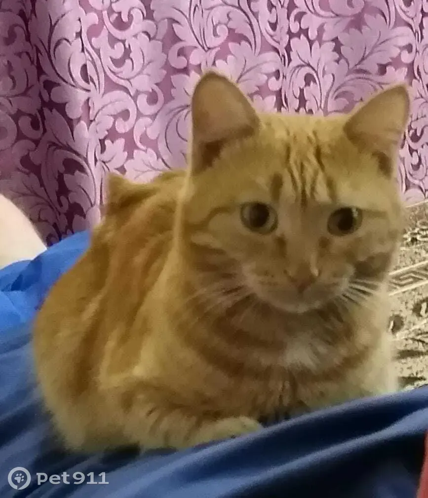 Пропал кот Вася на Колхозной ул. 11 в Горно-Алтайске - photo