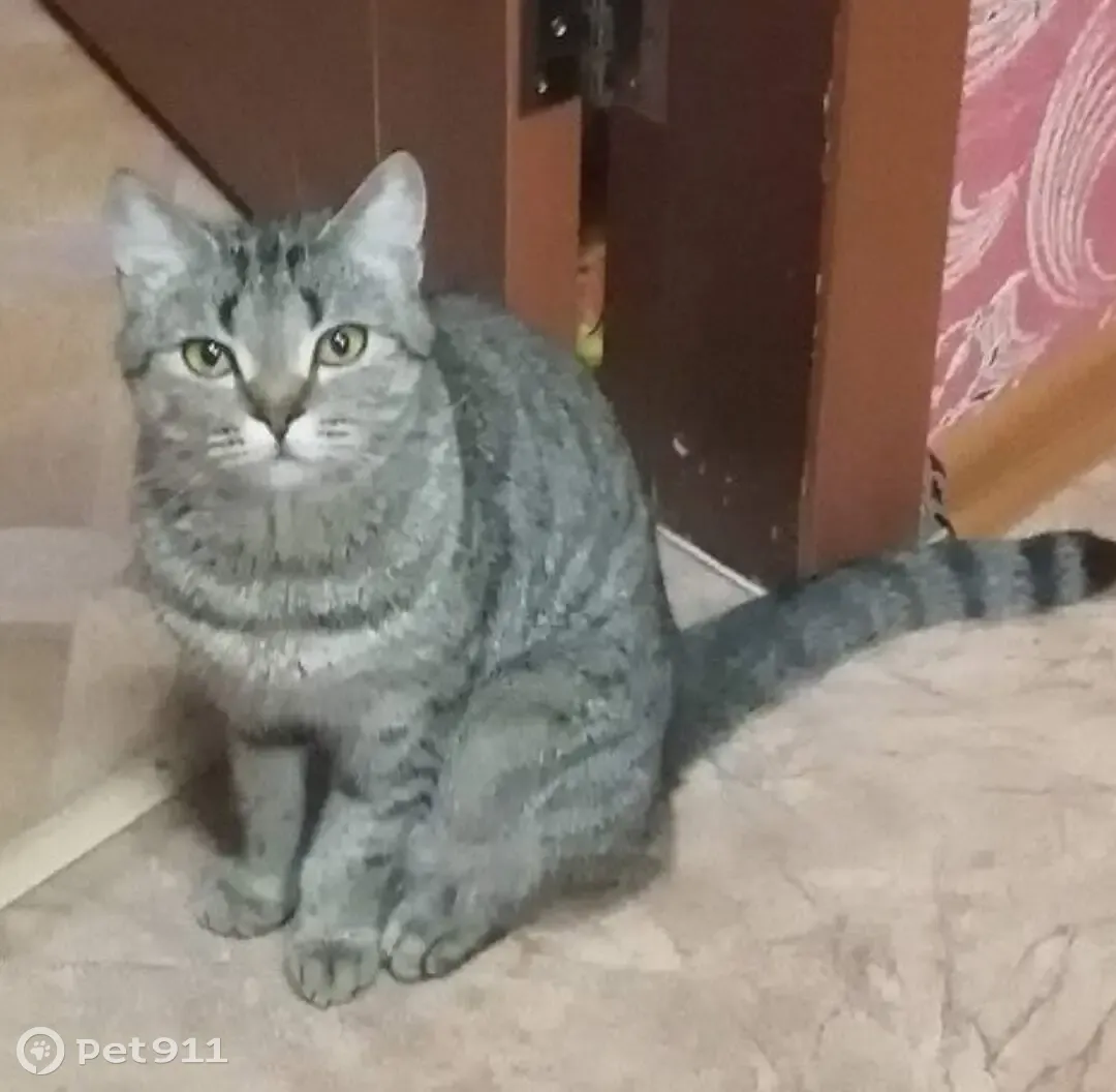 Пропала кошка на ул. Коробова, 2, Магнитогорск | Pet911.ru