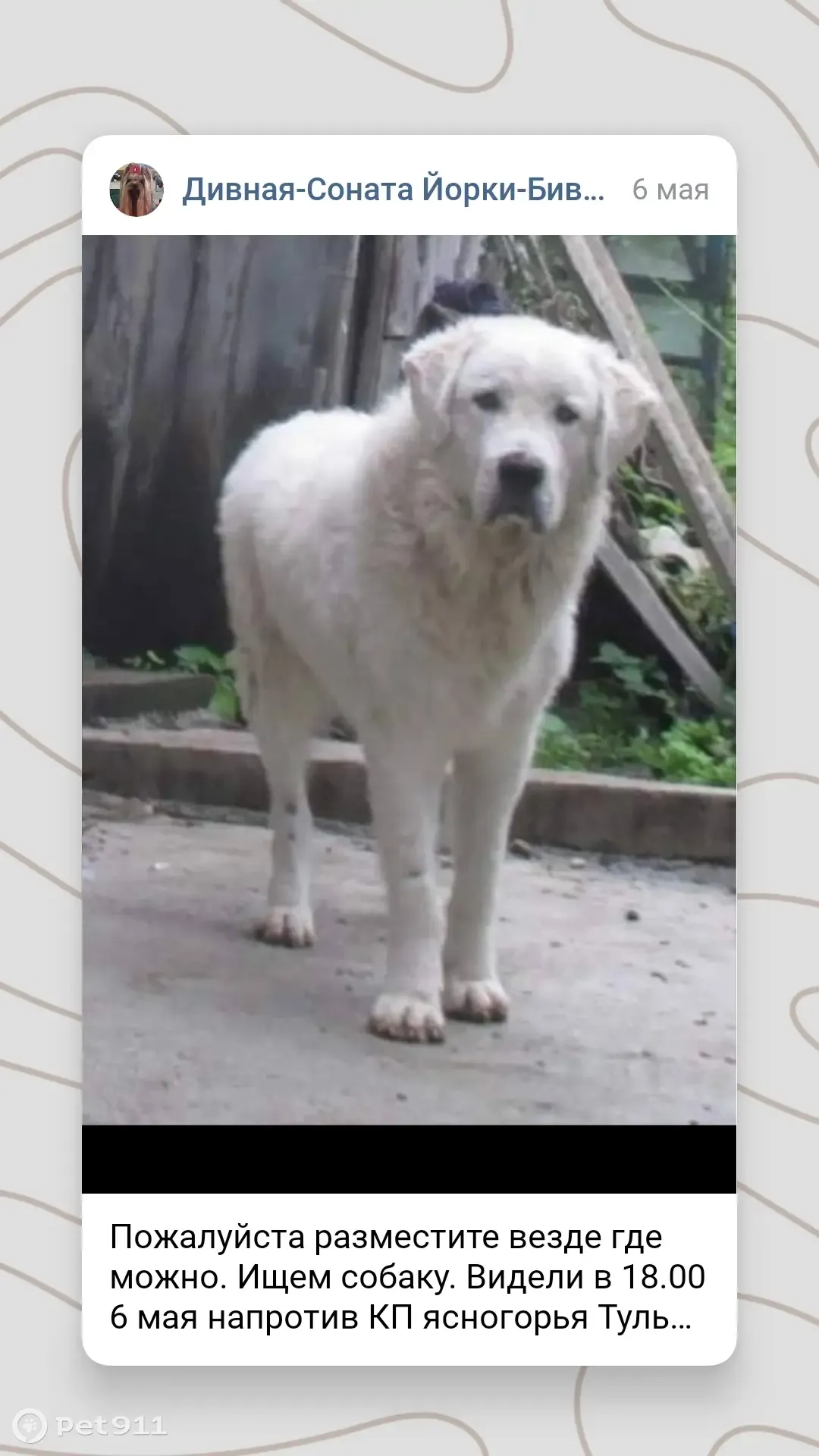 Пропала собака в Тульской области, помогите найти! - photo