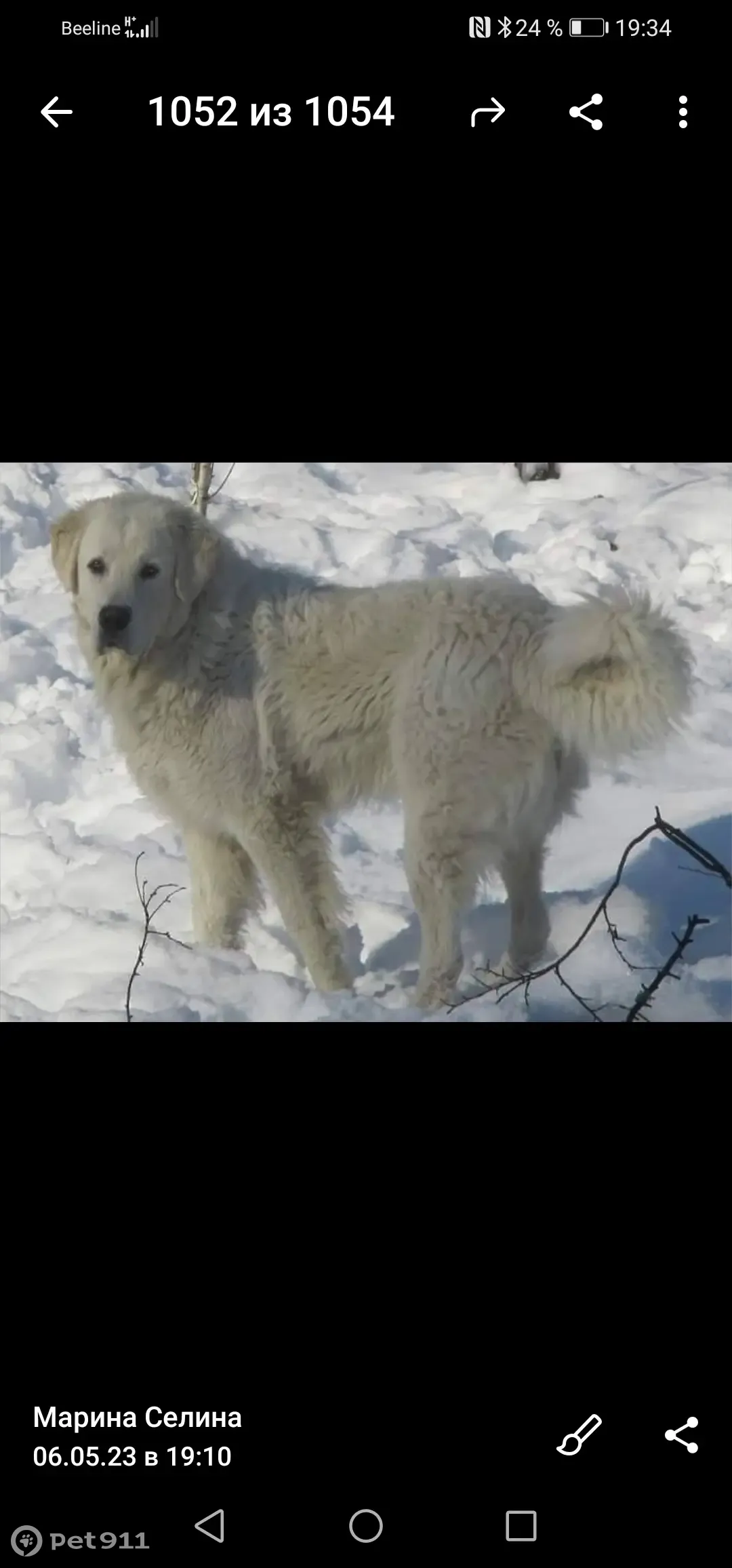 Пропала собака в Тульской области, помогите найти! - photo 2