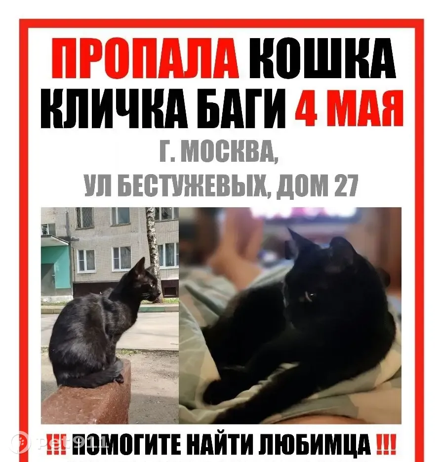 Пропала кошка на улице Бестужевых, 27 в Москве. | Pet911.ru