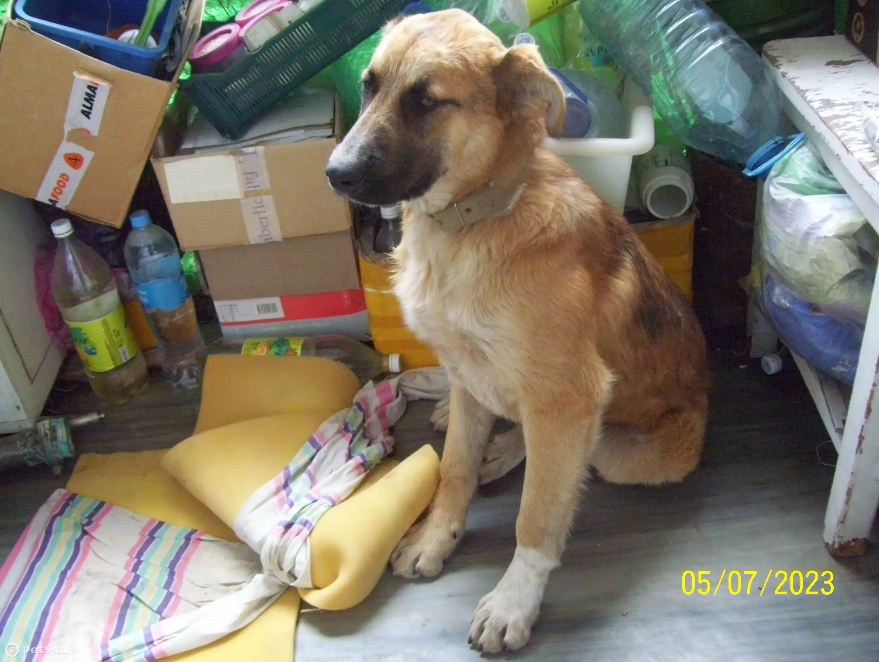 Собака на Москворецкой набережной, Рыжий окрас, мальчик 5-6 месяцев
