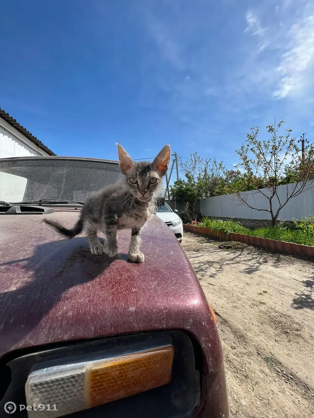 Найден сфинкс на Ленинградской улице | Pet911.ru