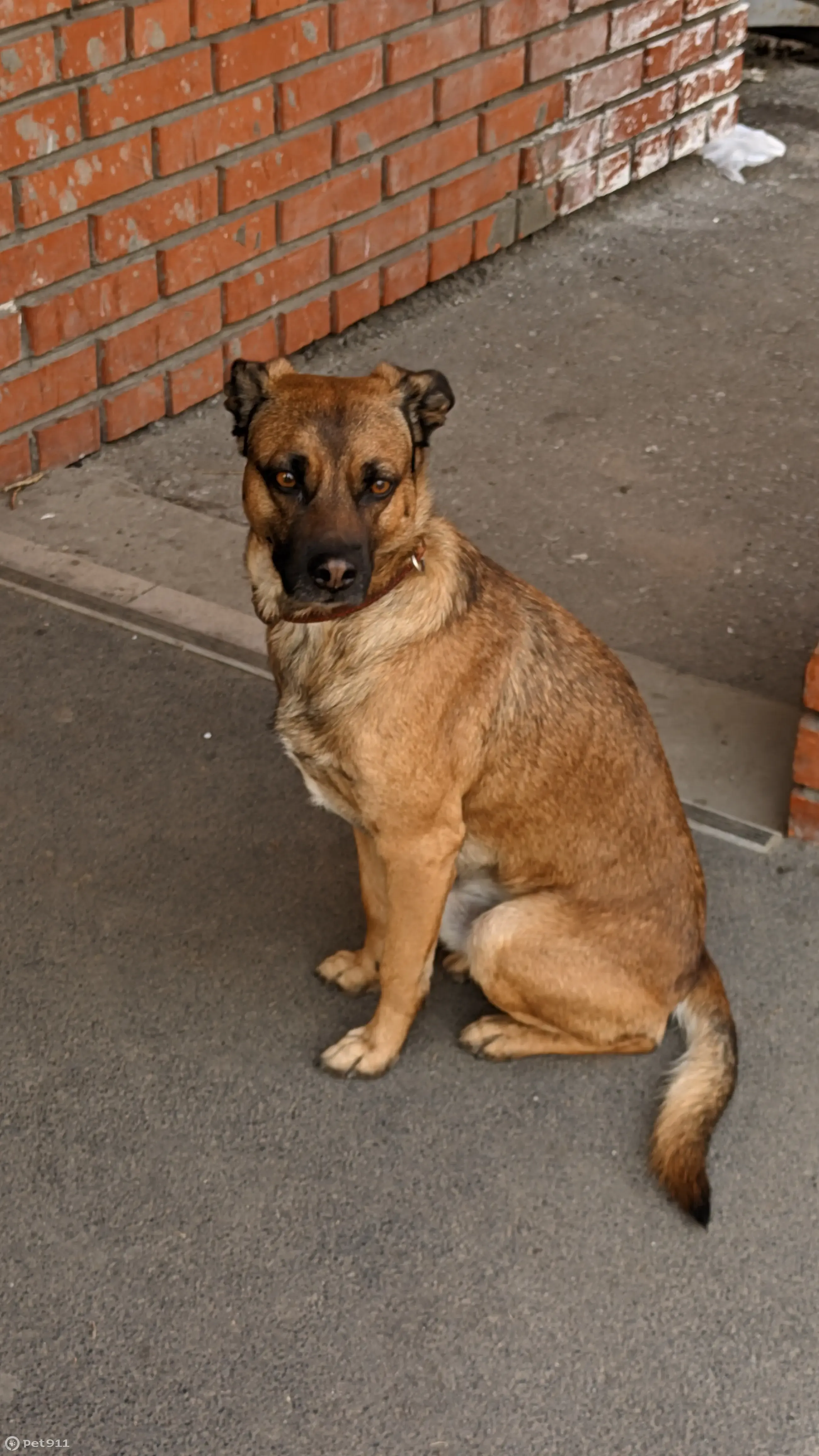 Найдена собака на пр. Мира, 74/5 в Томске | Pet911.ru