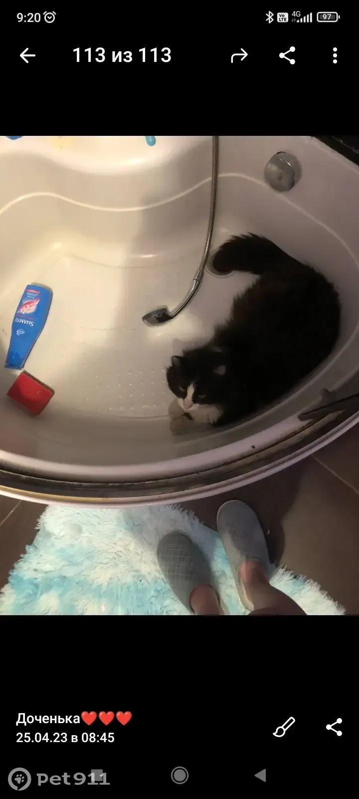 Пропала кошка, Район югозапад, улица Генерала Мельникова, 4, Ульяновск - photo