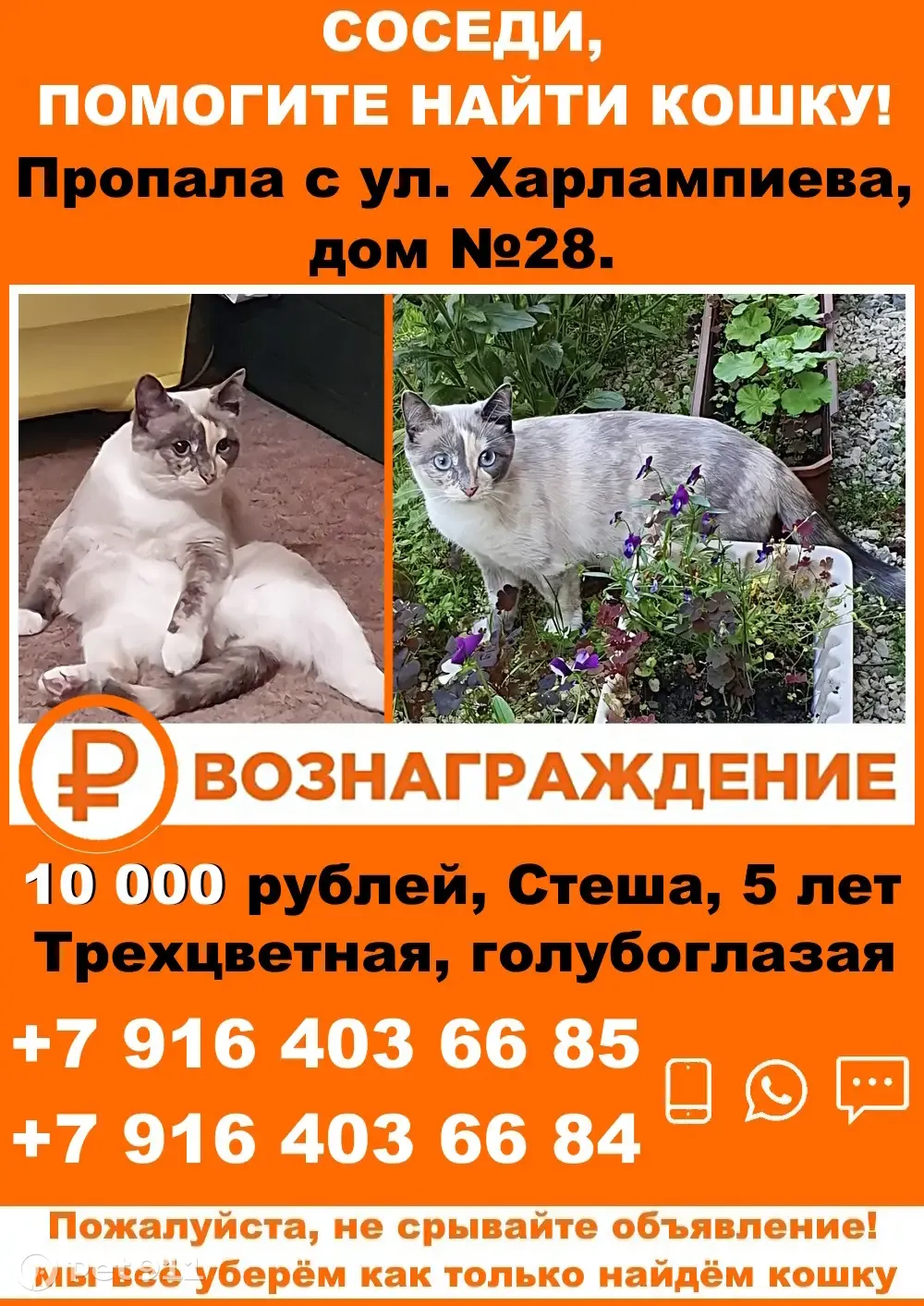 Пропала трехцветная кошка на Харлампиева, 30 к1, Марьино | Pet911.ru