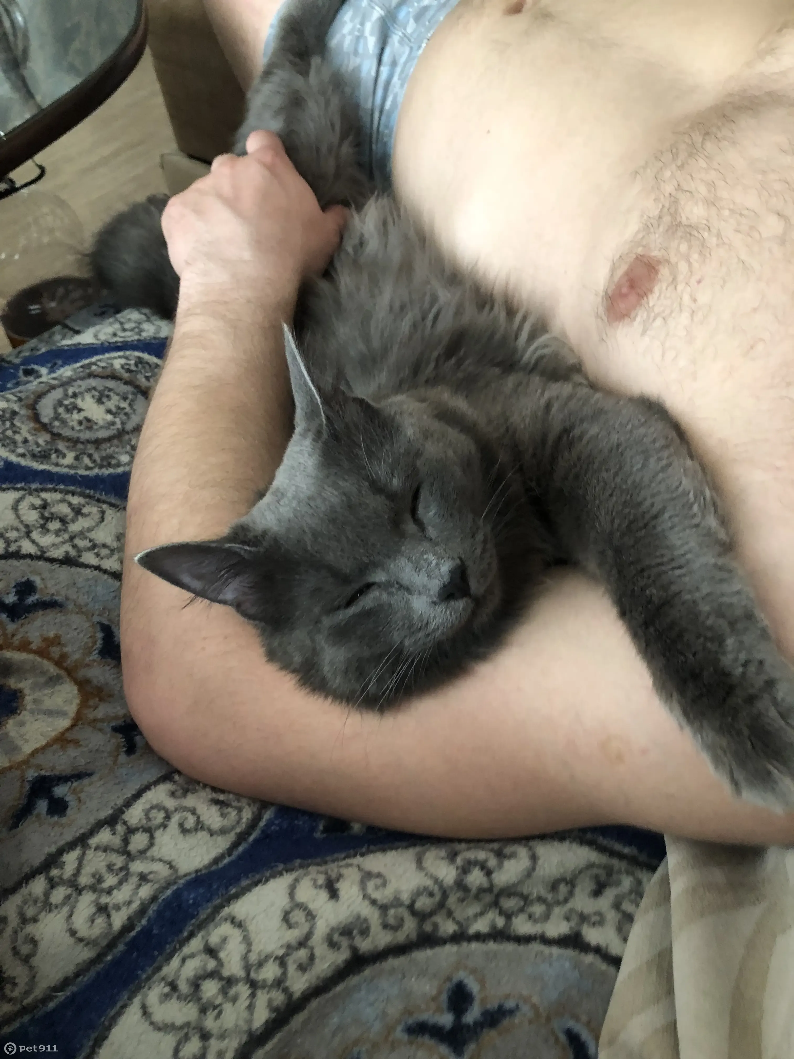 Пропала кошка на Коммунальной, Красноярск, Серый кот 