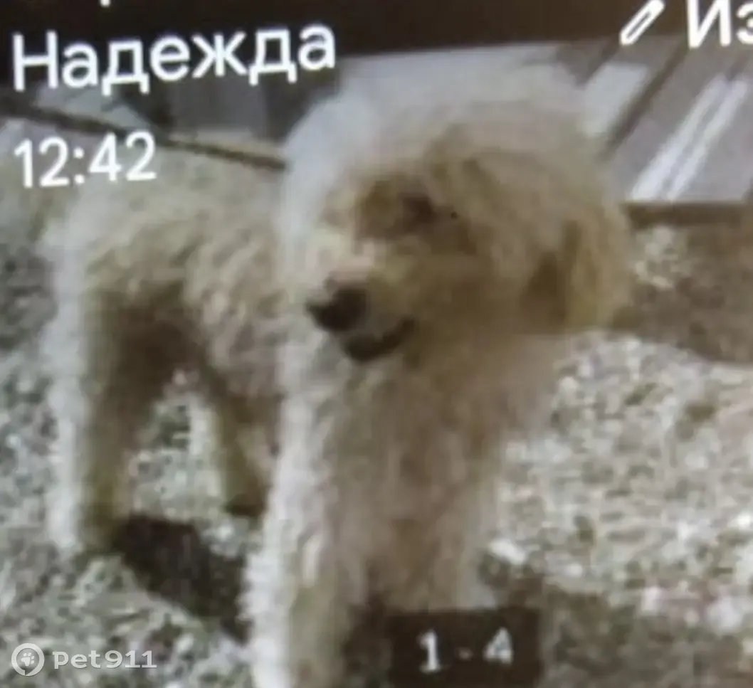 Пропал пудель Бим, Новая ул. 17, Кабардинка | Pet911.ru