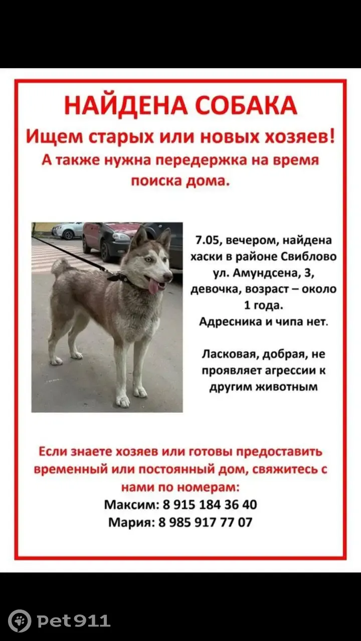 Найдена чистокровная хаски-девочка, Москва | Pet911.ru