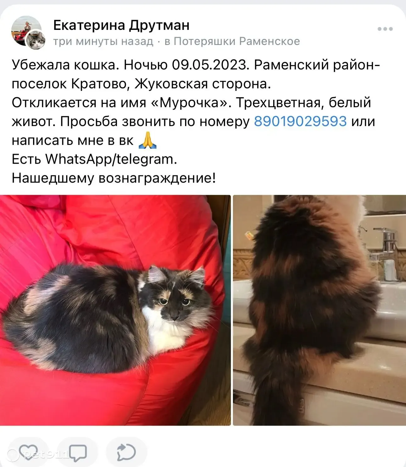 Пропала трехцветная кошка на Тимирязевской улице, Кратово | Pet911.ru