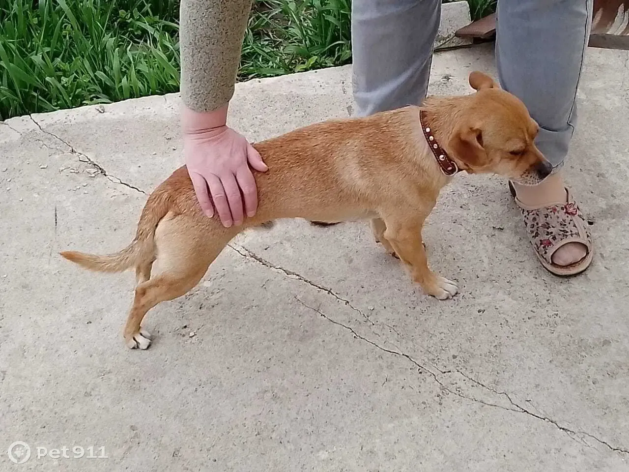 Найдена собака на улице Вавилова в Липецке | Pet911.ru