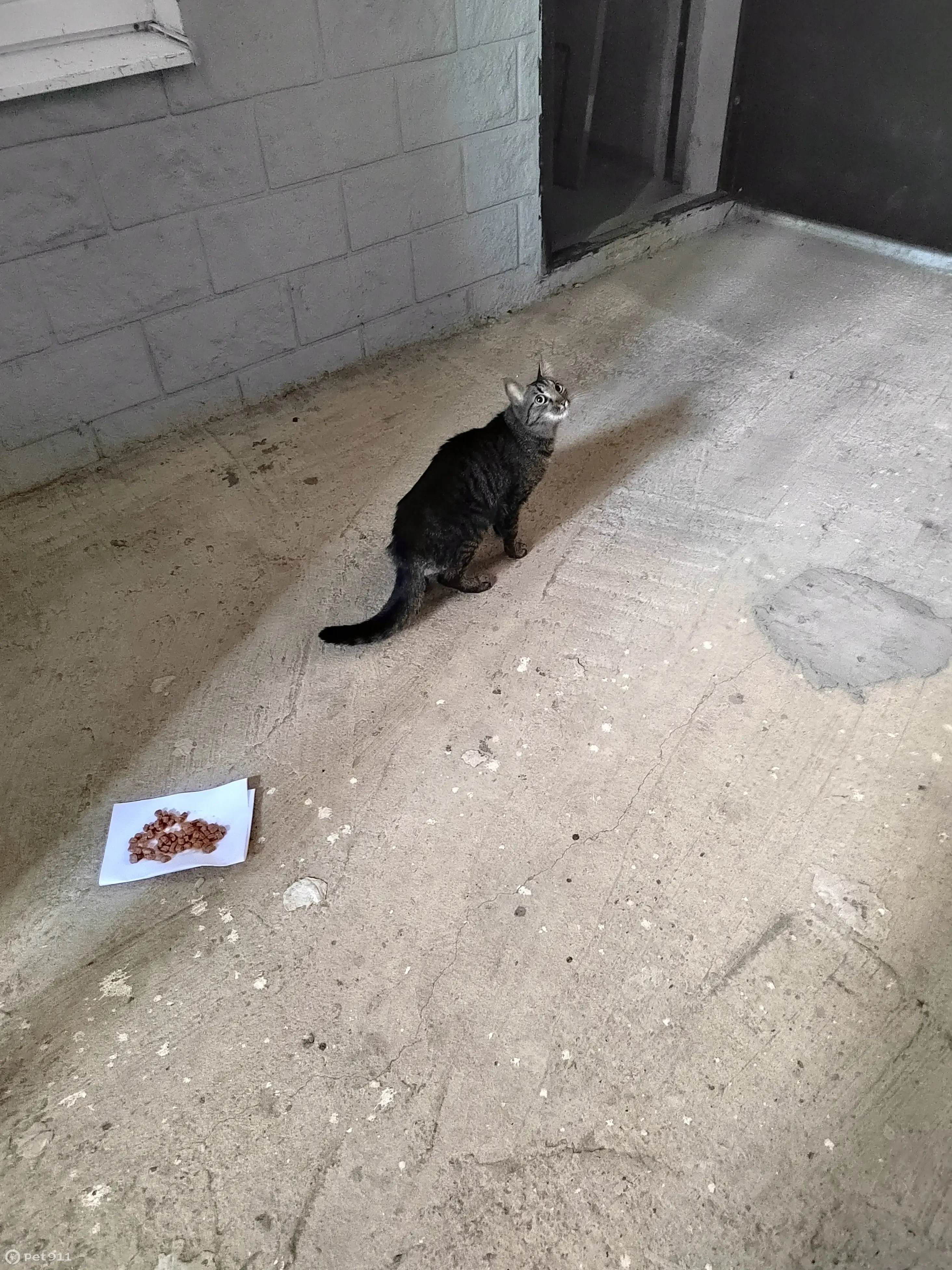 Найдена кошка на Кружевной улице, Краснодар - photo