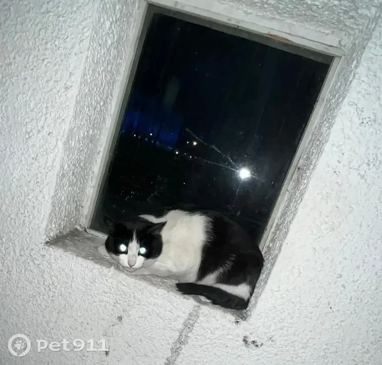 Найдена кошка на ул. Бетанкура