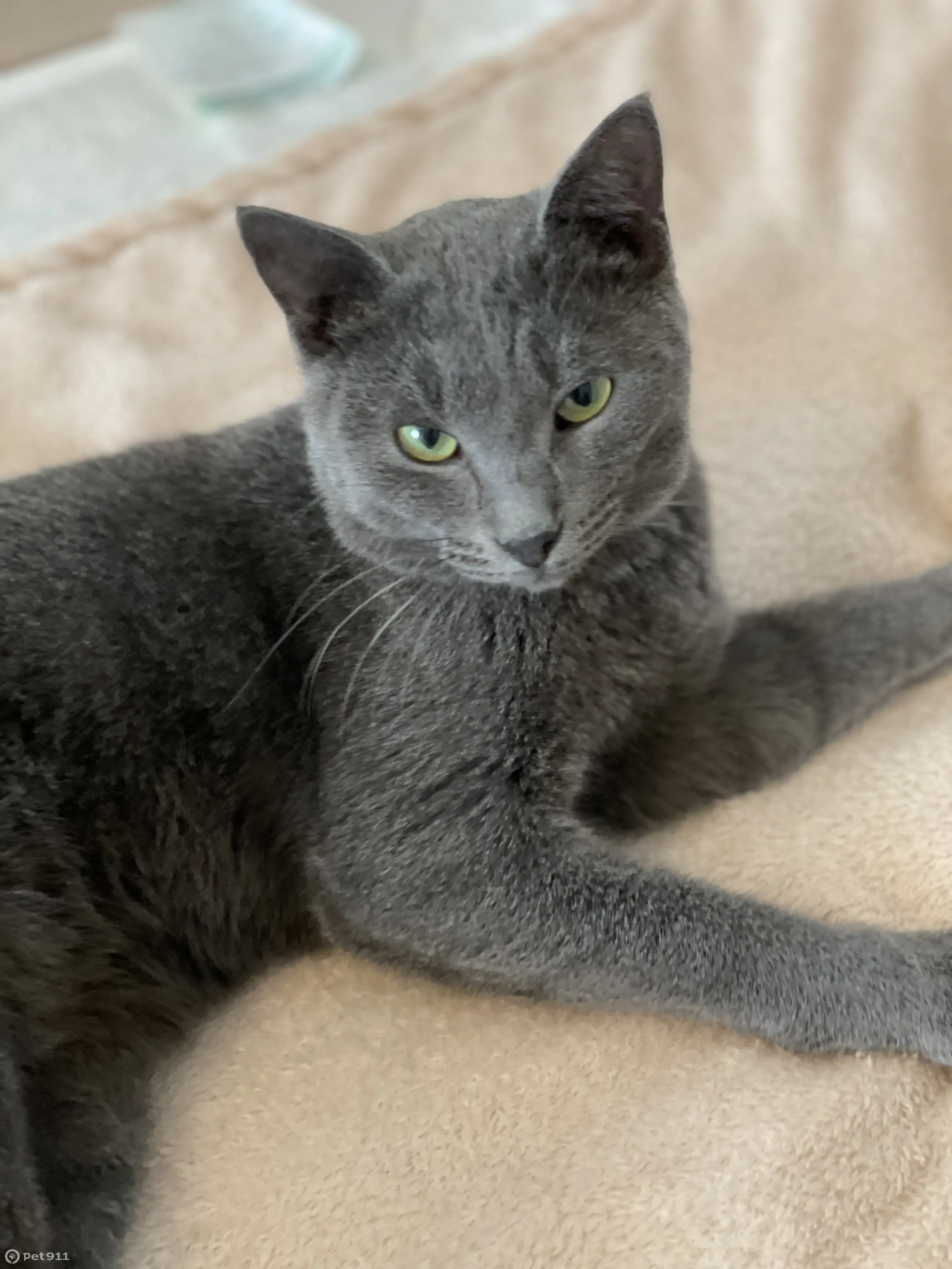 Кот русский голубой