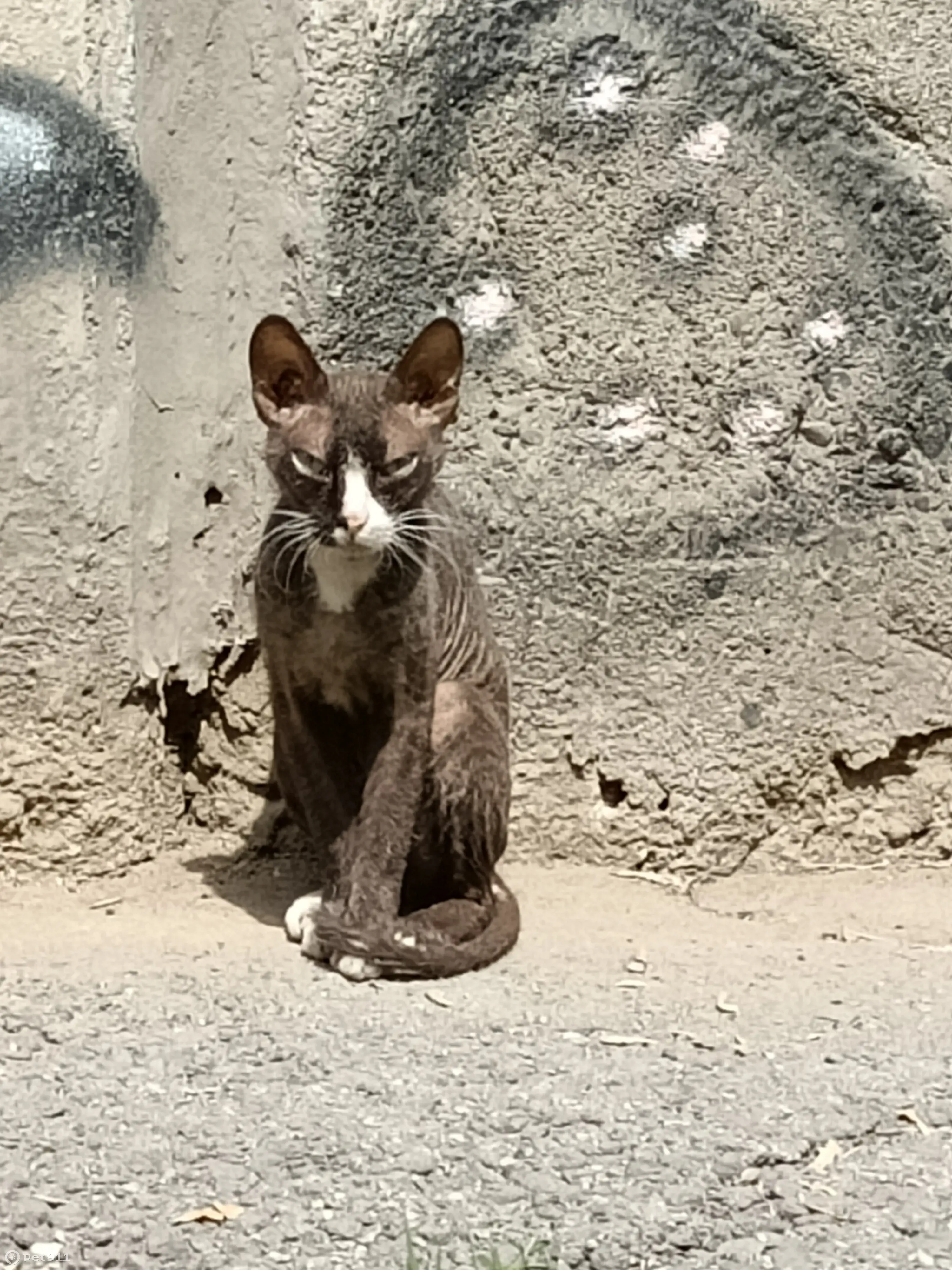 Сфинкс-кошка спасена детьми на Транспортной, 105 | Pet911.ru